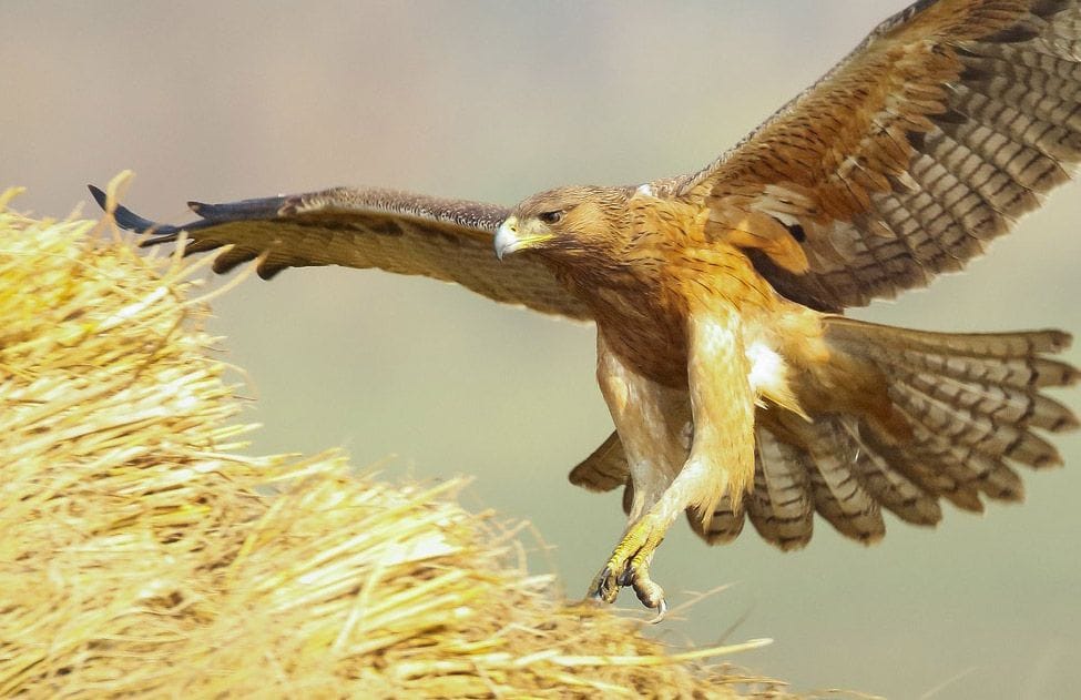 Maigretry Birds returned