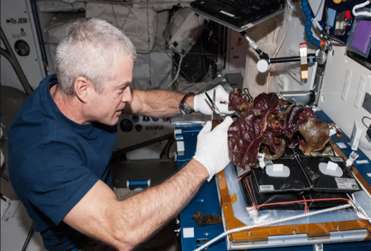 study: lettuce grown in space by nasa know about research