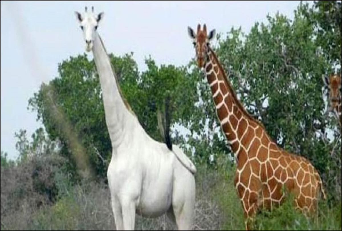 Only one white giraffe left in the world