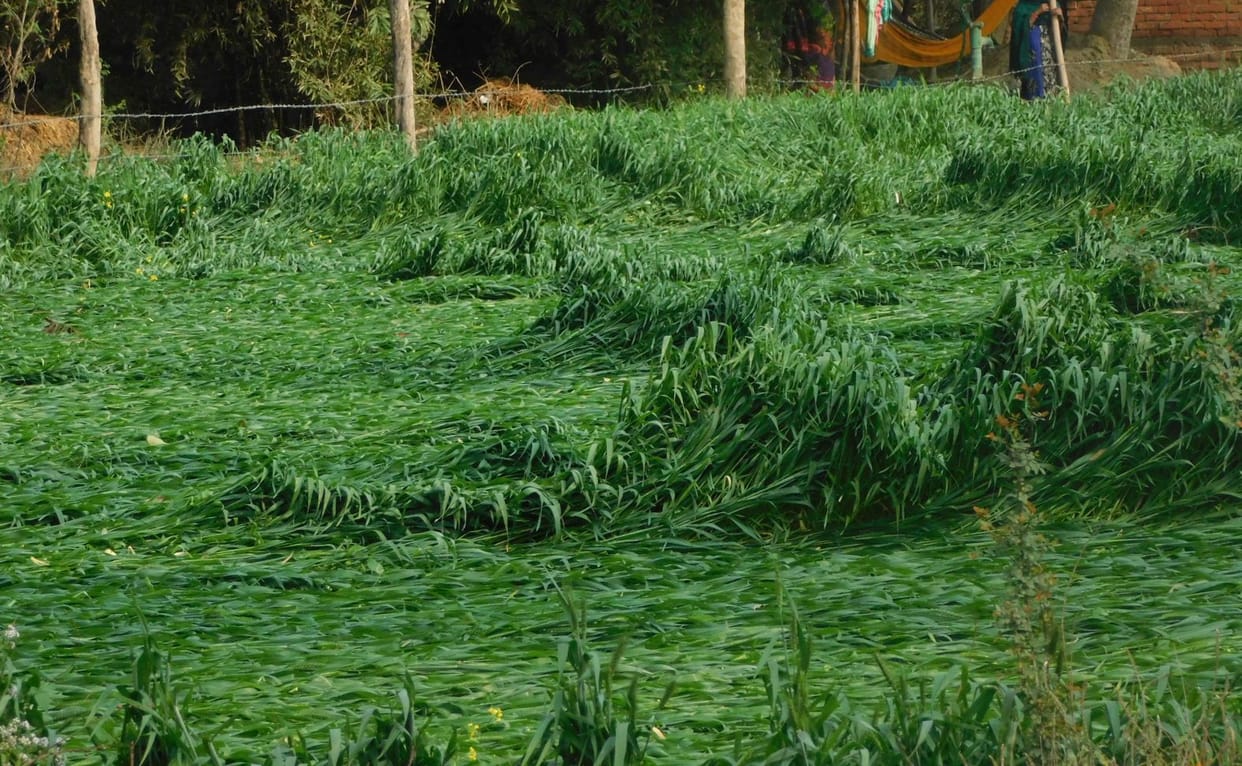 Wastage of crops due to Heavy Rain
