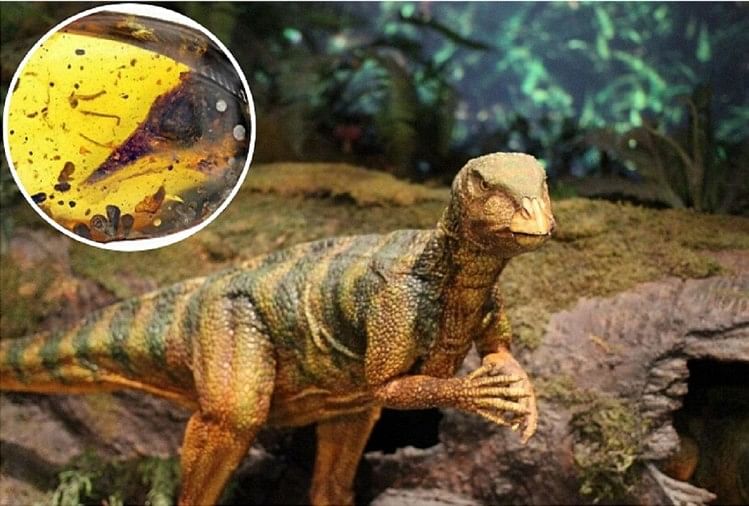 Worlds Smallest Dinosaur Fossil Found In 990 Lakh Year Old Amber In Myanmar Amar Ujala Hindi 