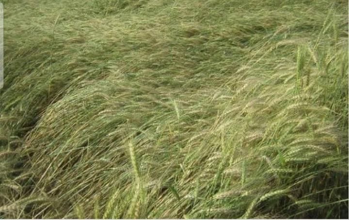 rain runied crops