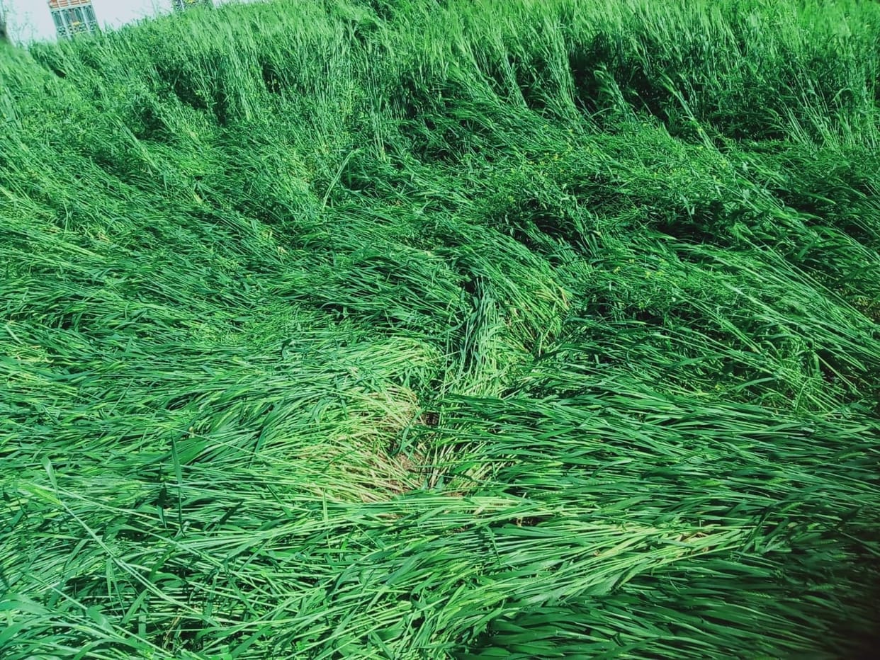 agriculture