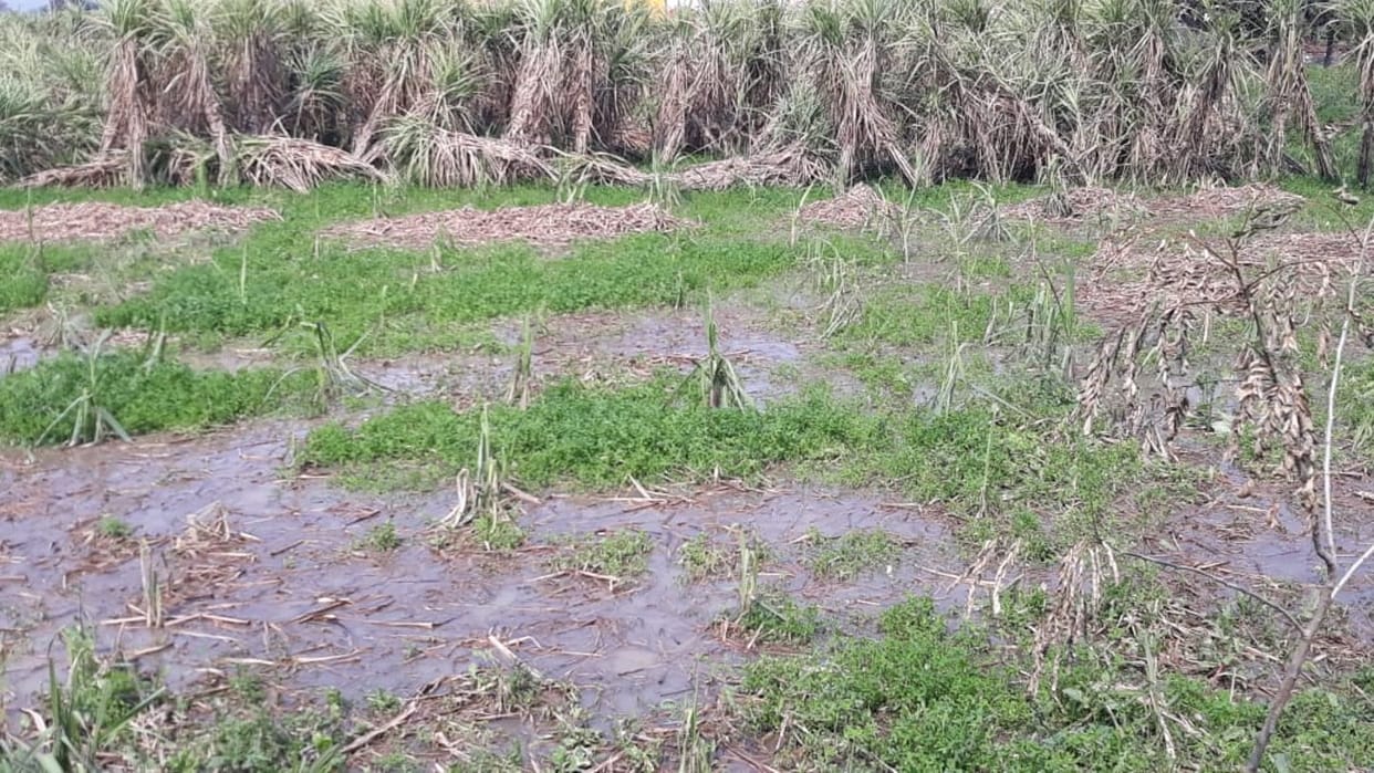 Rain and hail destroyed crop