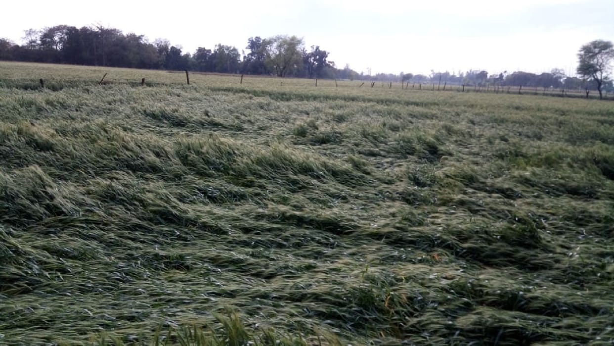 Hail fell with strong wind and rain, crops collapsed