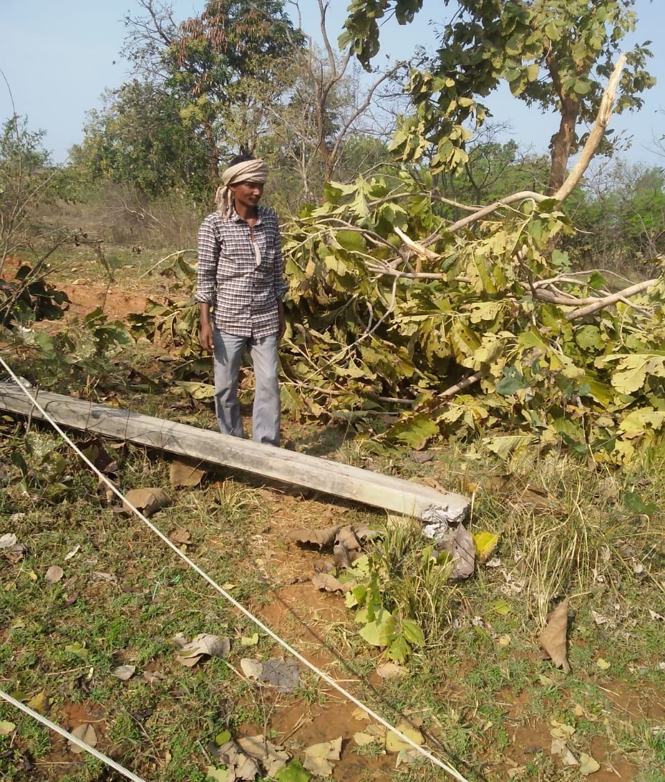 Unseasonal rain damages crops