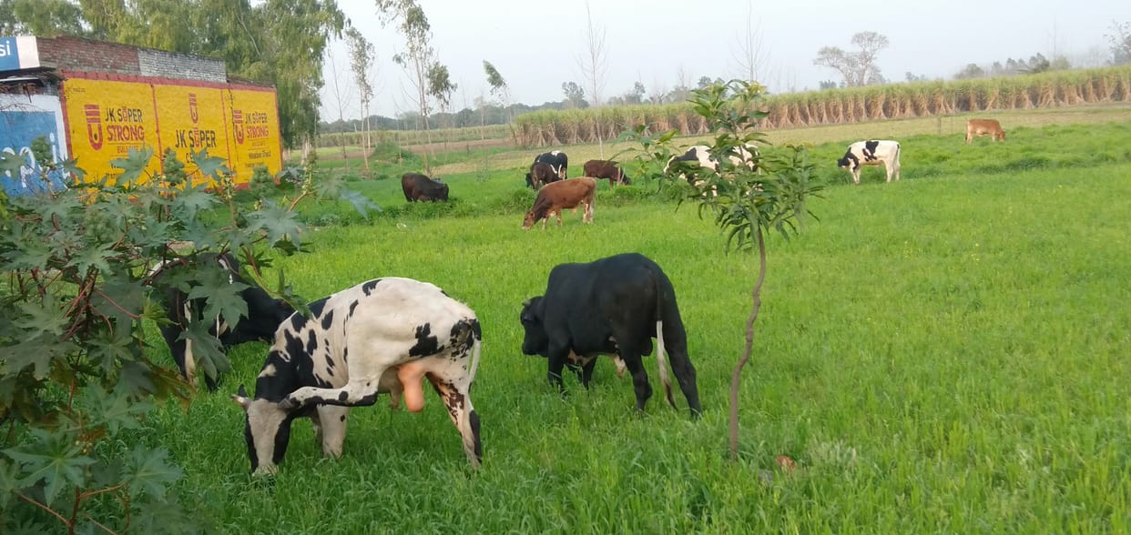 Stray cow