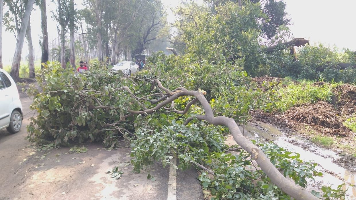 Trees broken by rain and wind