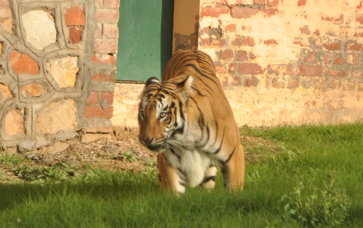 royal bangal tiger in mini zoo