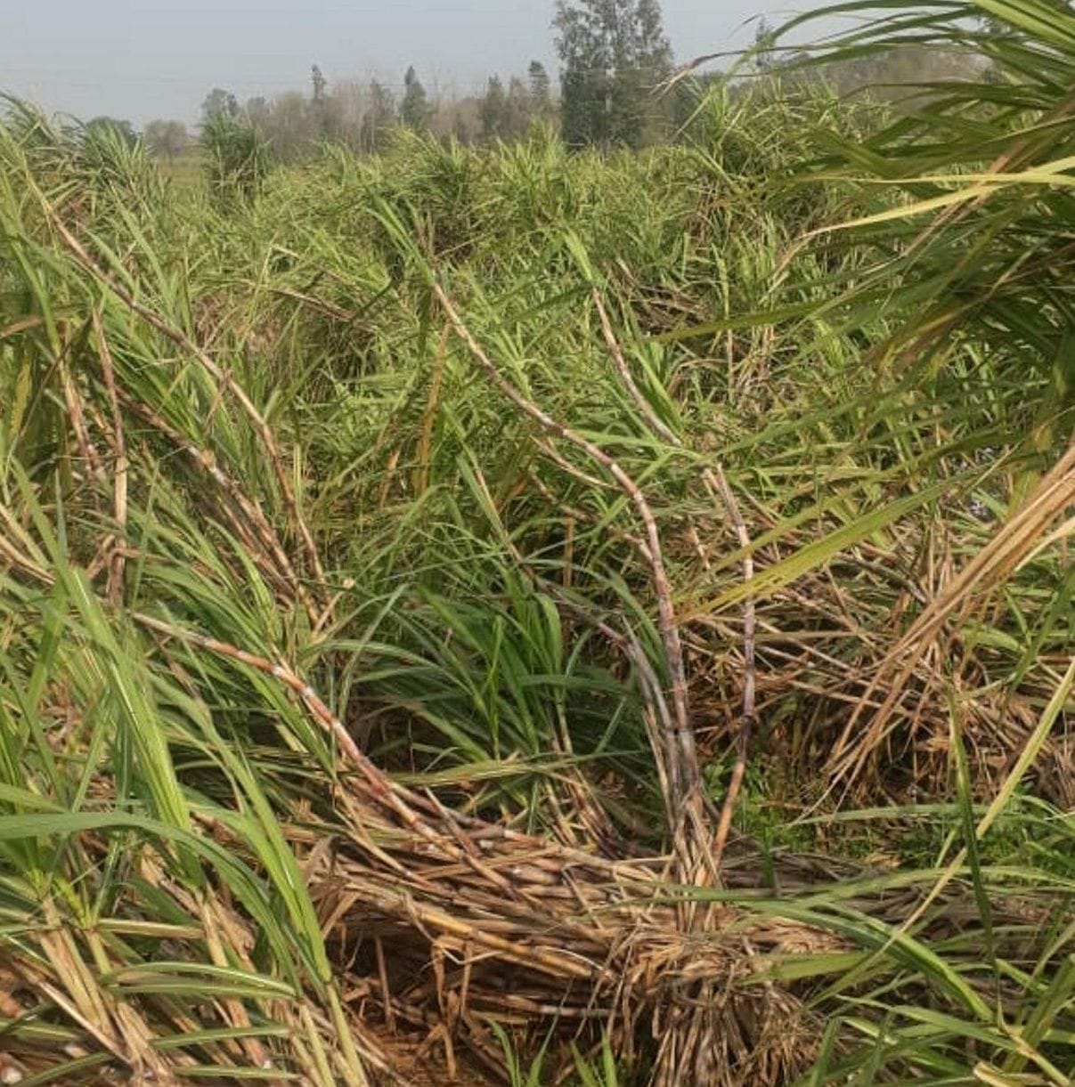 Sugarcane supply disrupted in the district due to rain