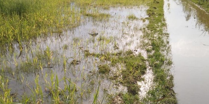 Filled water in fields, heavy damage to crops