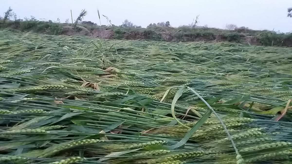 Many people died by lightning house collapse heavy rain tree fall in purvanchal dist