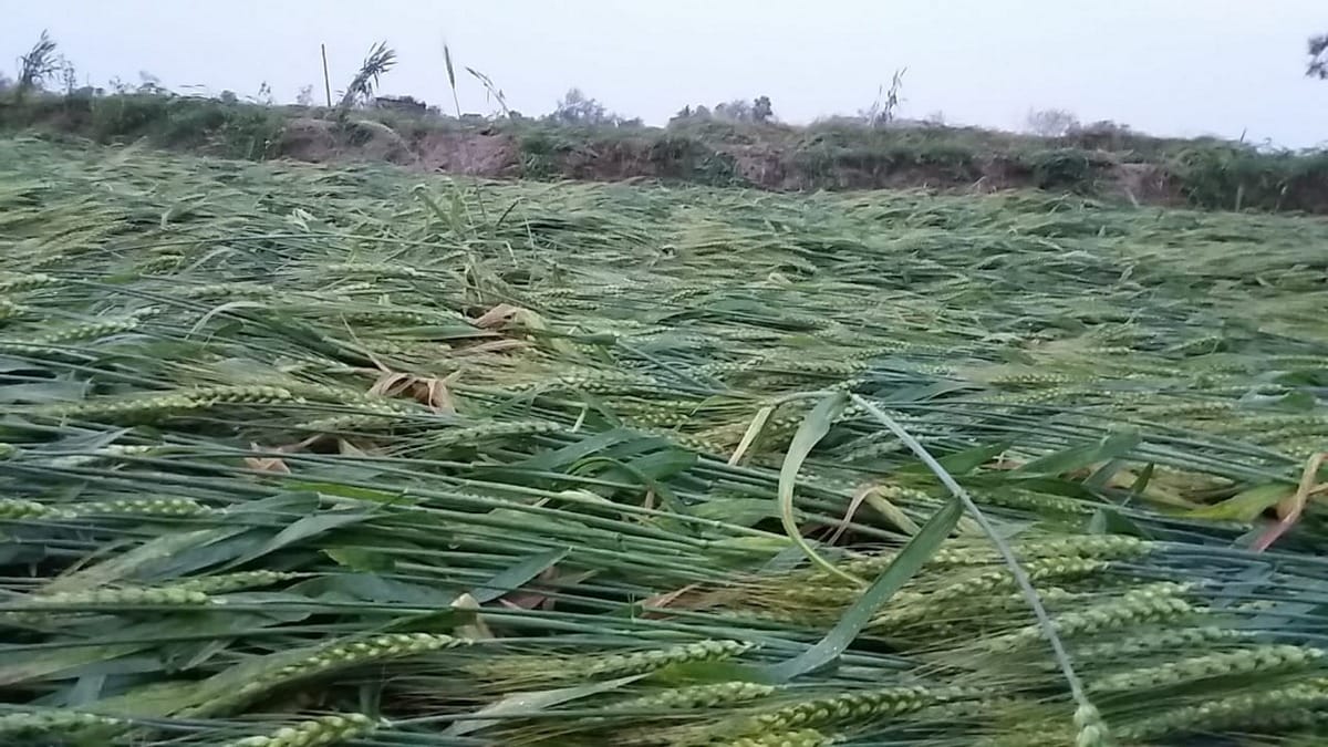 Many people died by lightning house collapse heavy rain tree fall in purvanchal dist