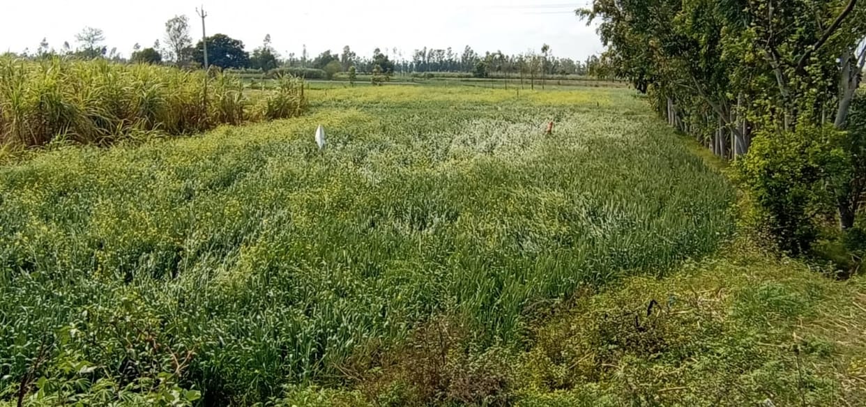 farmers crop finished becoz of rain