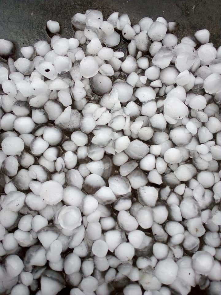 Crop wasted due to strong wind, rain and hail