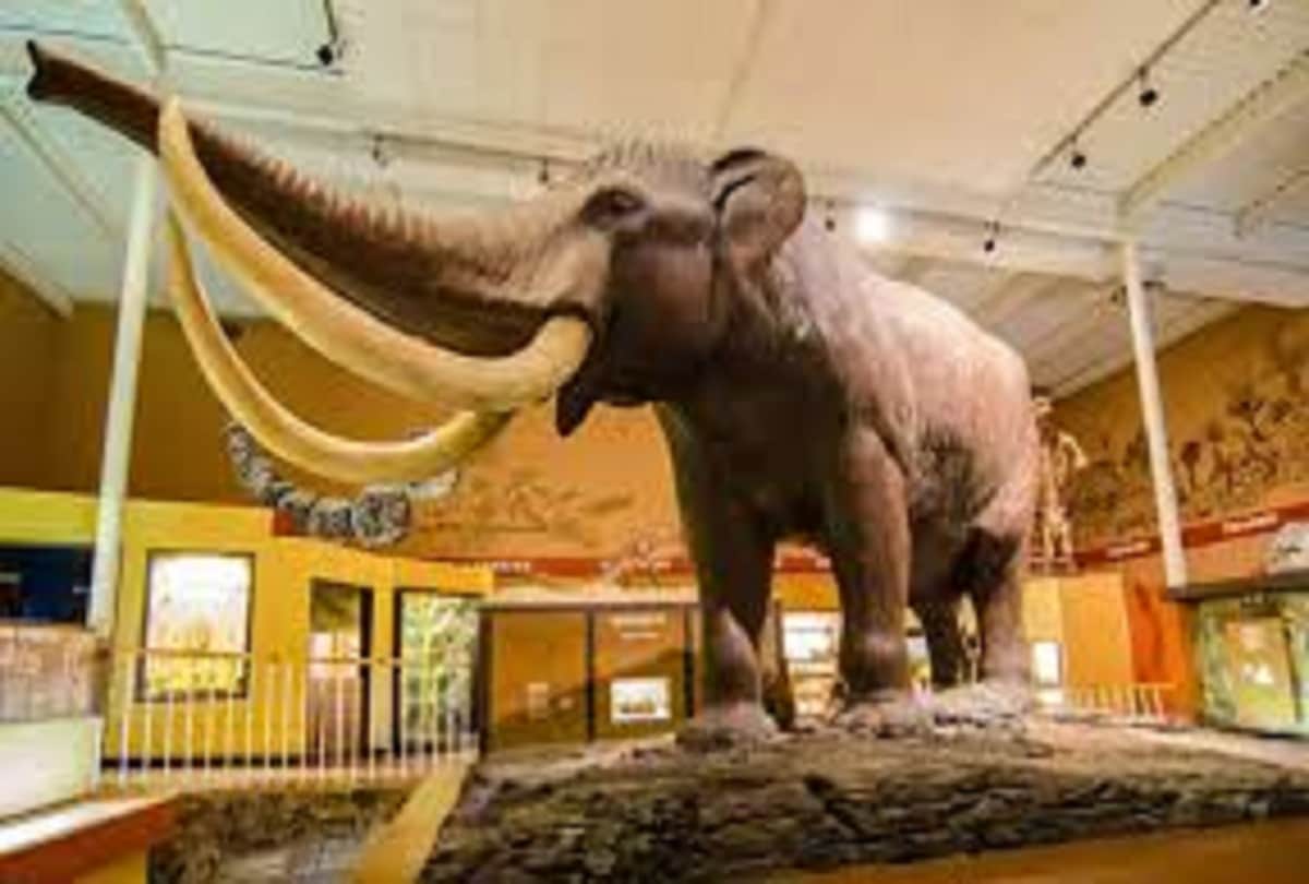 Alert in Allahabad Museum on Corona virus, ban on biometric attendance