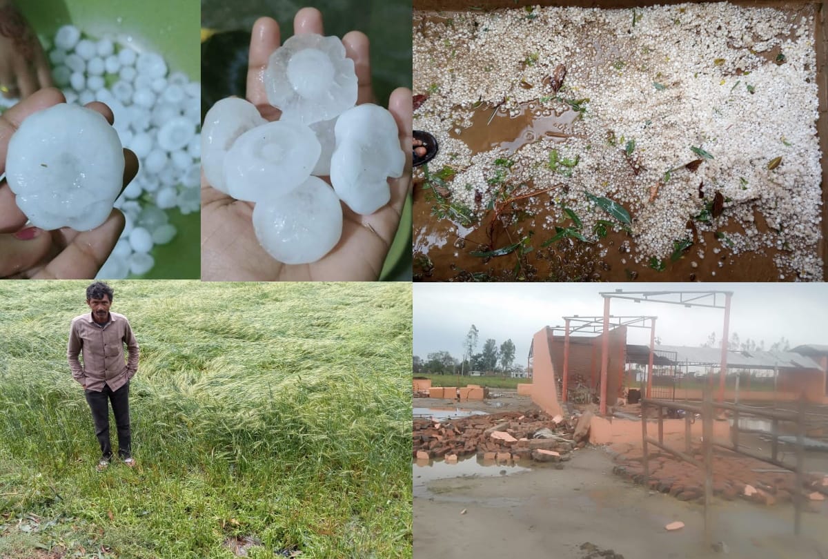 UP: damage crops due to Heavy rain and hail in Lakhimpur Kheri