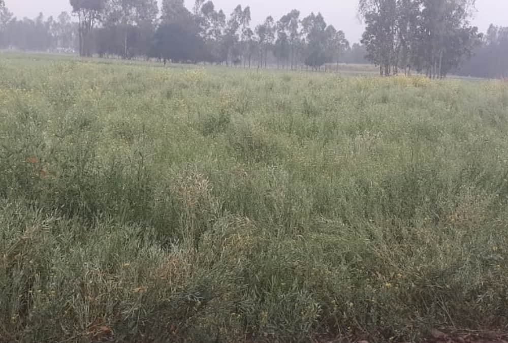 Trees uprooted, crops are frozen, rain and hail caused heavy destruction in Prayagraj