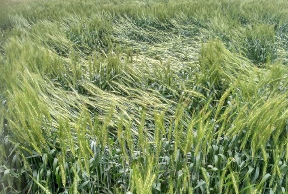 Big loss for farmers because of rain.