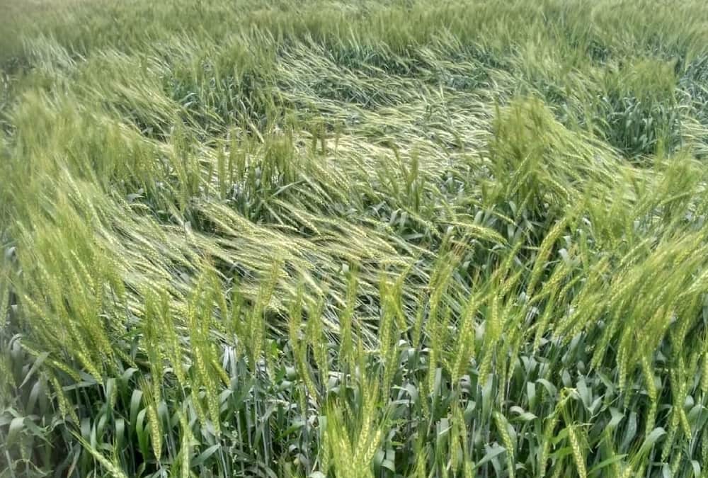 Trees uprooted, crops are frozen, rain and hail caused heavy destruction in Prayagraj