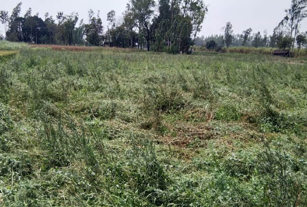 Trees uprooted, crops are frozen, rain and hail caused heavy destruction in Prayagraj