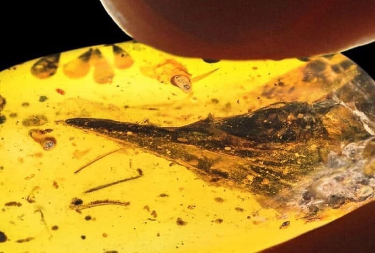 Worlds smallest dinosaur fossil found in 990 lakh year old amber in Myanmar
