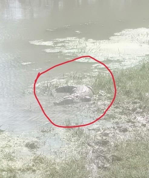 Crocodile showing in the river, stir