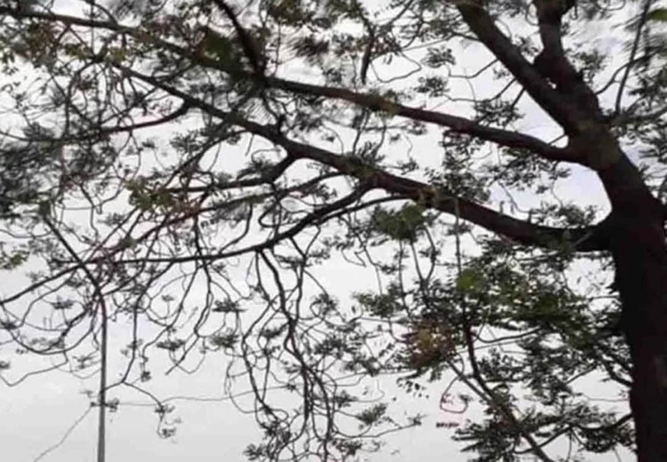 weather report, rain in these cities of UP, weather department prediction, climate change