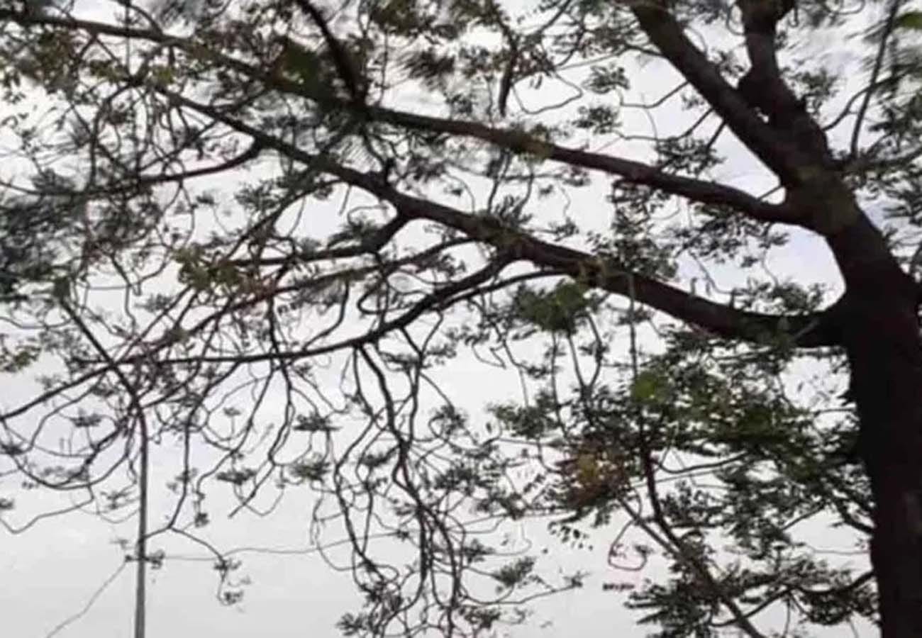 weather report, rain in these cities of UP, weather department prediction, climate change