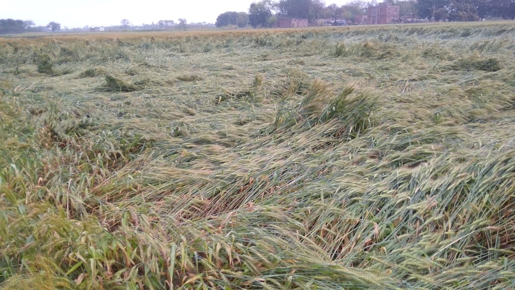 Rain on 25 thousand hectare crop, hail