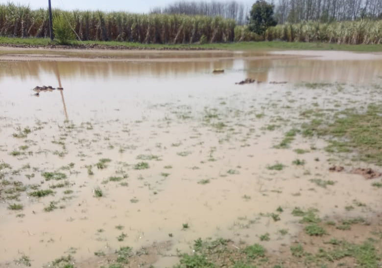 Cloud rain for two hours in the district, crops affected