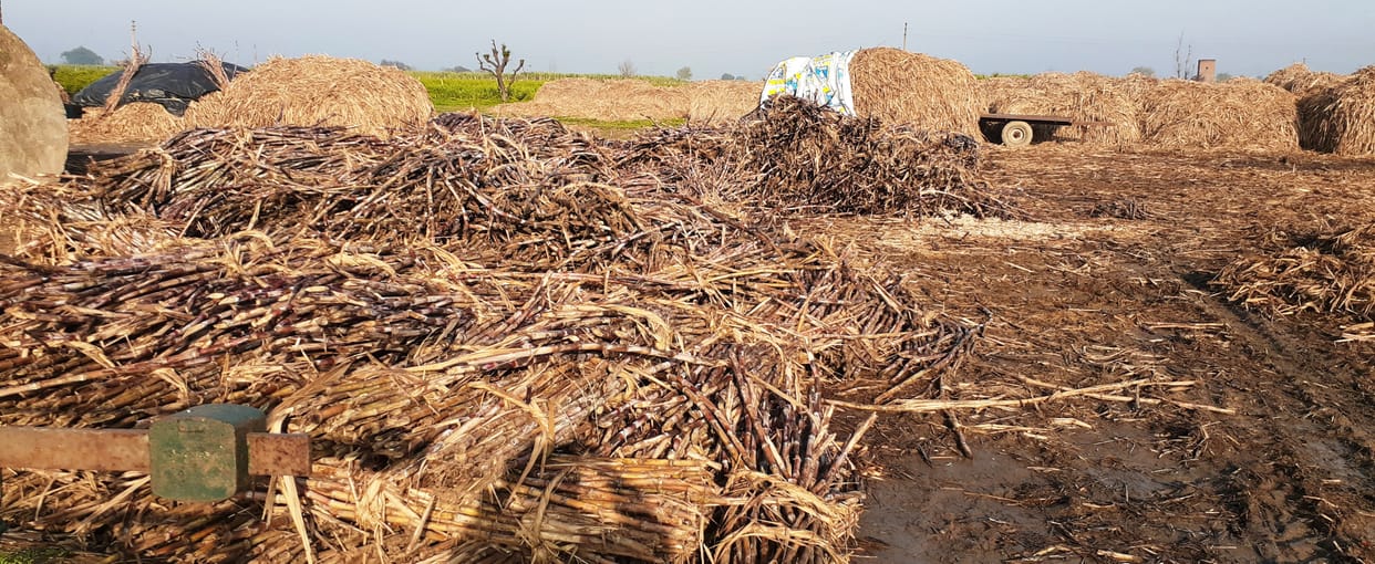 Strong wind and rain increased farmers' problems