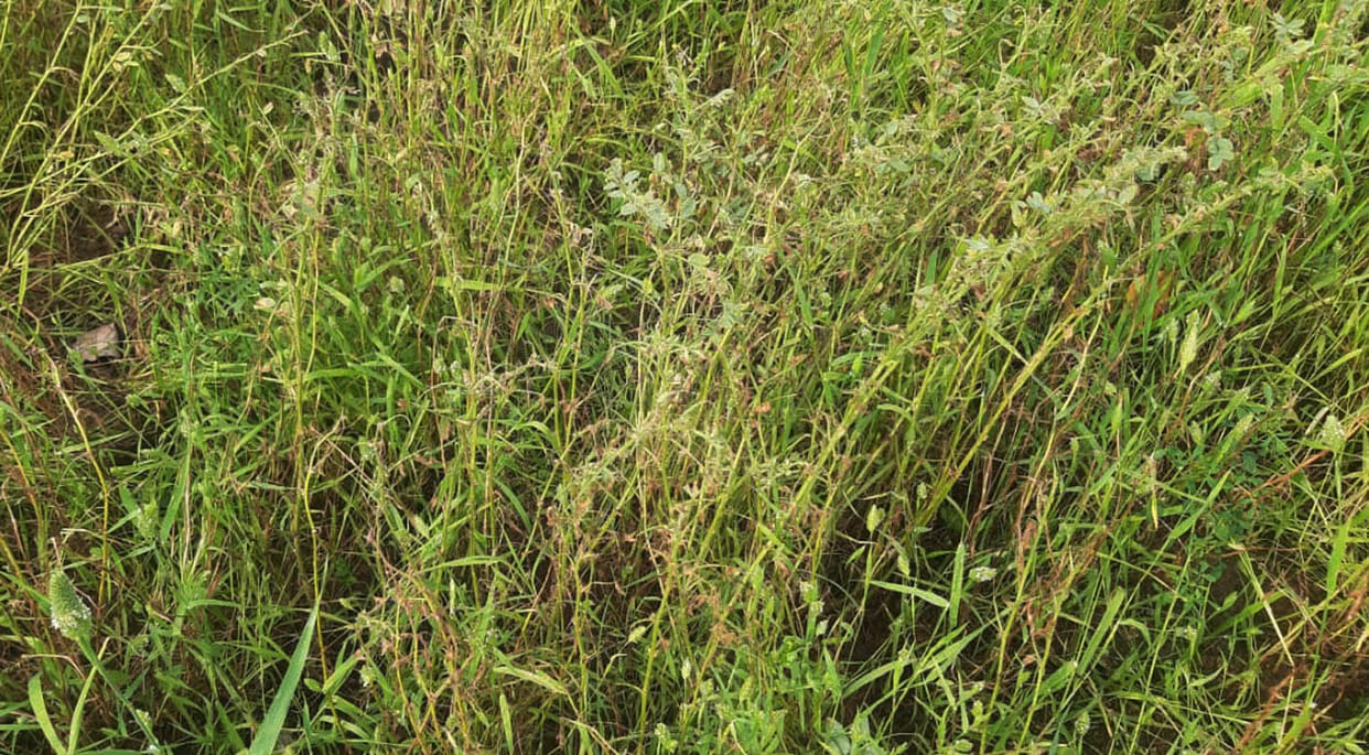 Heavy damage to crops due to rain and hail