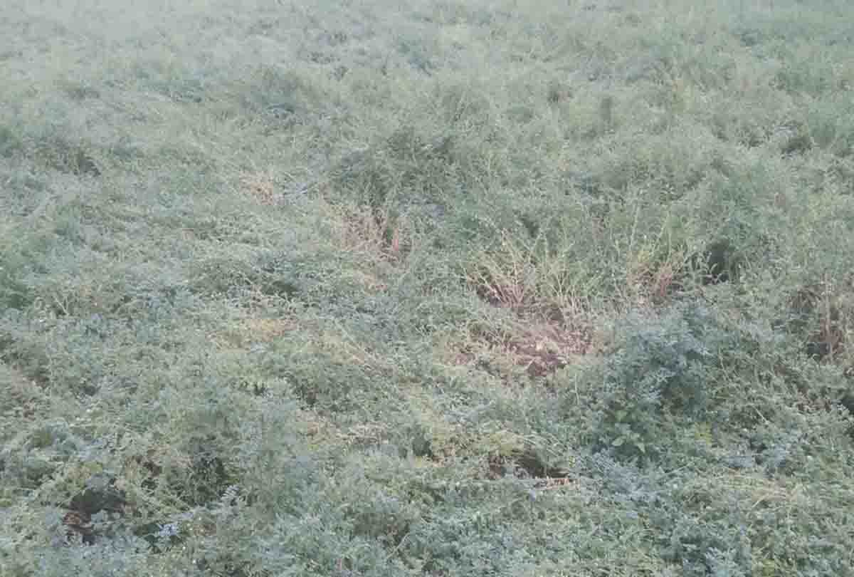 Pratapgarh: hail and rain fell due to cyclonic storm