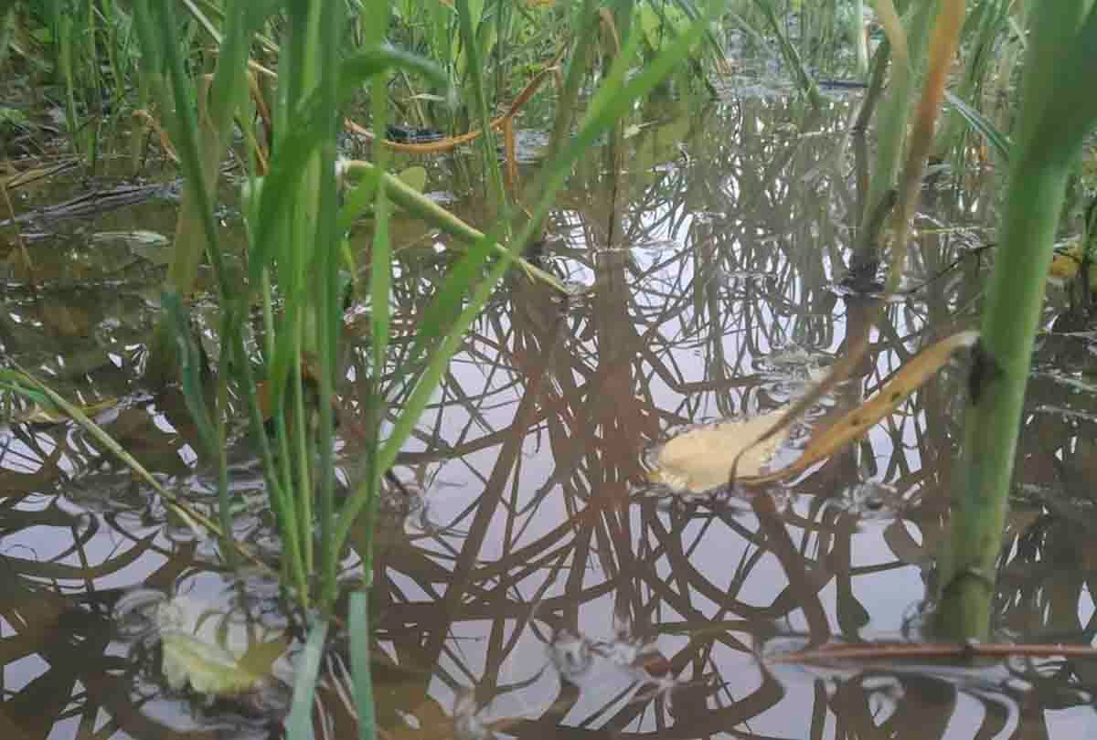Pratapgarh: hail and rain fell due to cyclonic storm