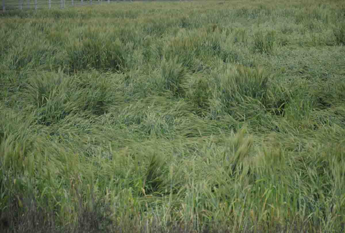 Farmers will be hurt for Crop loss due to Gorakhpur Weather cold of January
