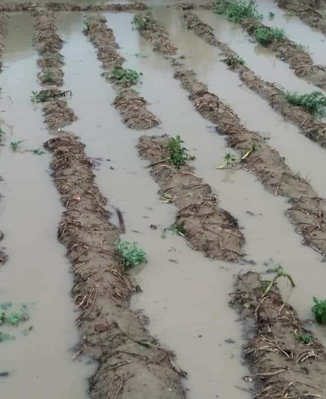Hathras: White sheets lying in the fields, dashed crops