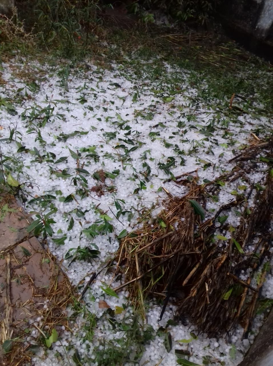 crops distroyed in hail storm