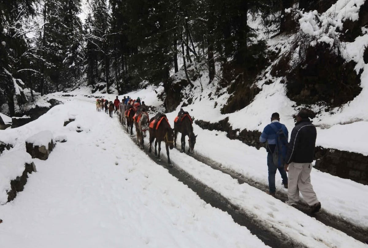tourist destination Kufri shimla received fresh snowfall, Effect on fruit flowering