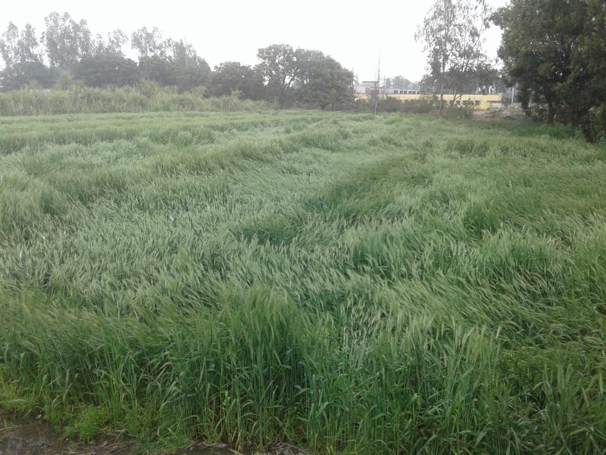 Rain and hail in Muzaffarnagar