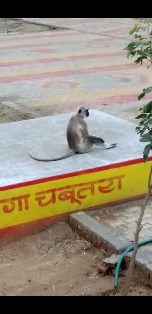 Langur terror, attacked many including teacher