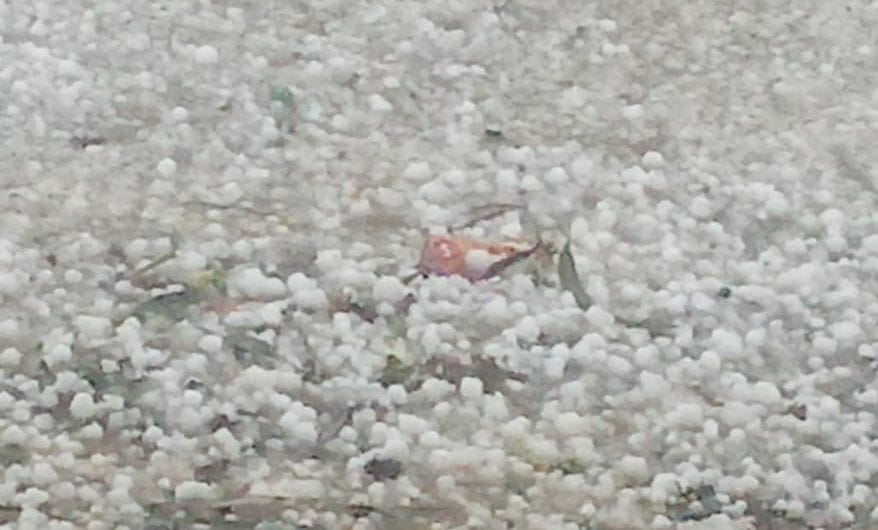 Wheat crop damaged due to heavy hail