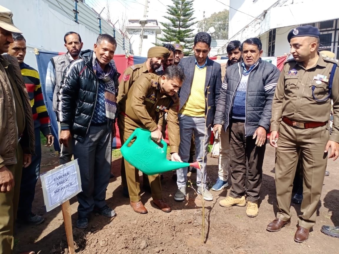 tree plantation