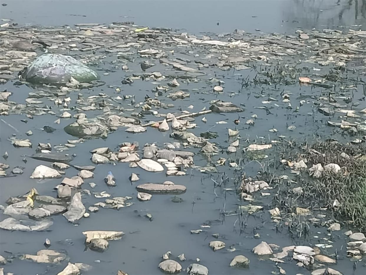 tortoise die due to polluted water of pond