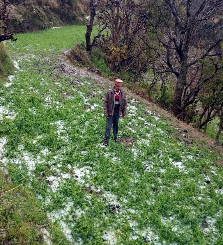 Hailstorm made peas crop