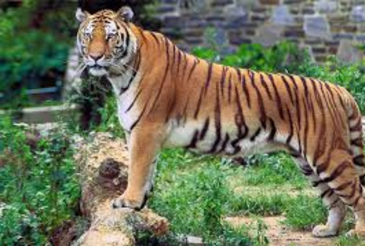 lions Family growing in VTR forest at maharajganj