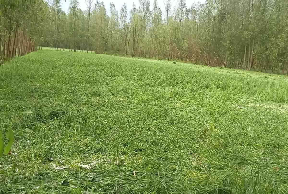 UP sought 358 crore  from the Center to help the farmers affected by hailstorm