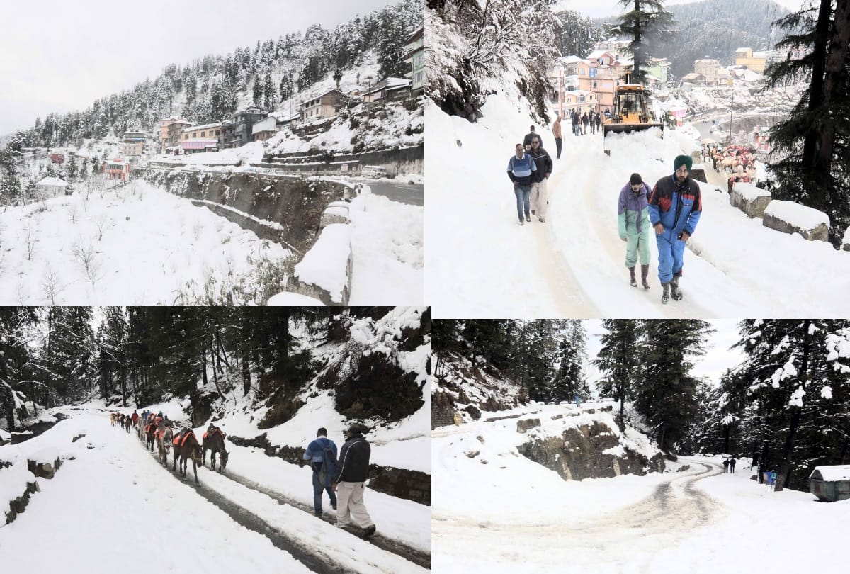 tourist destination Kufri shimla received fresh snowfall, Effect on fruit flowering