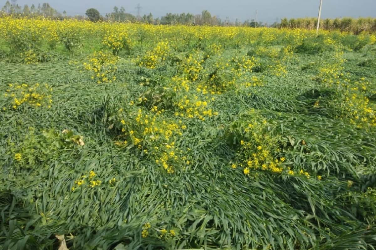 weather update: Heavy rain-hail destroyed crop in Western UP