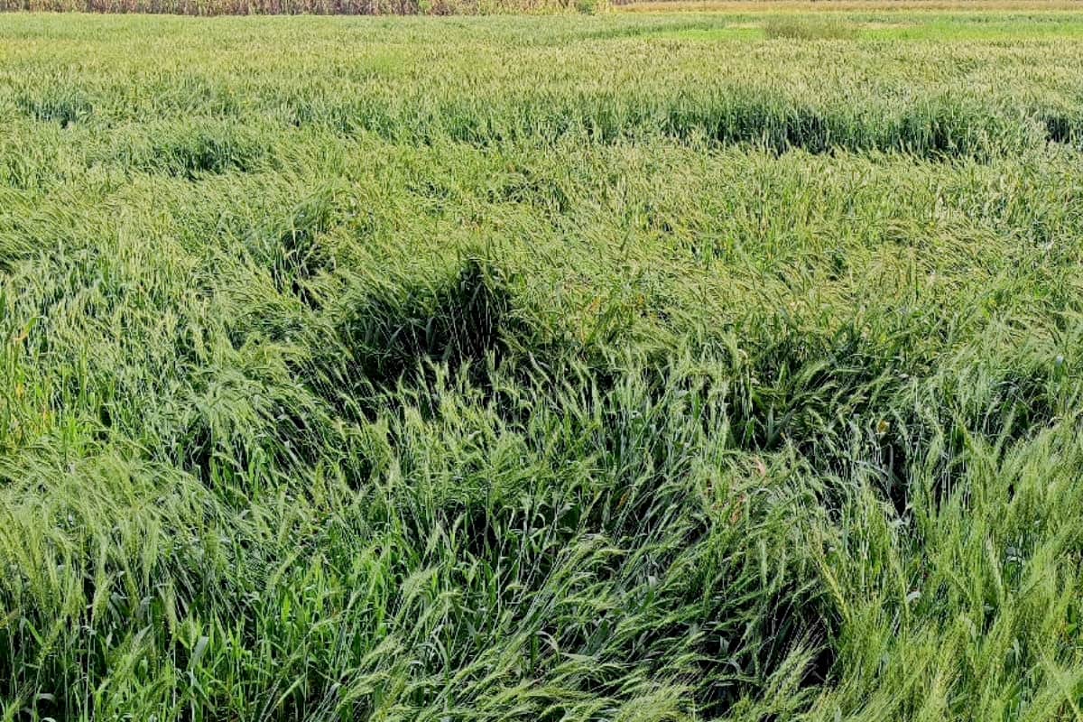 weather update: Heavy rain-hail destroyed crop in Western UP